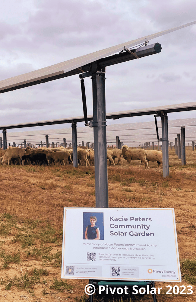 Sheep graze under solar panels at the solar garden at Fief Family Farm.