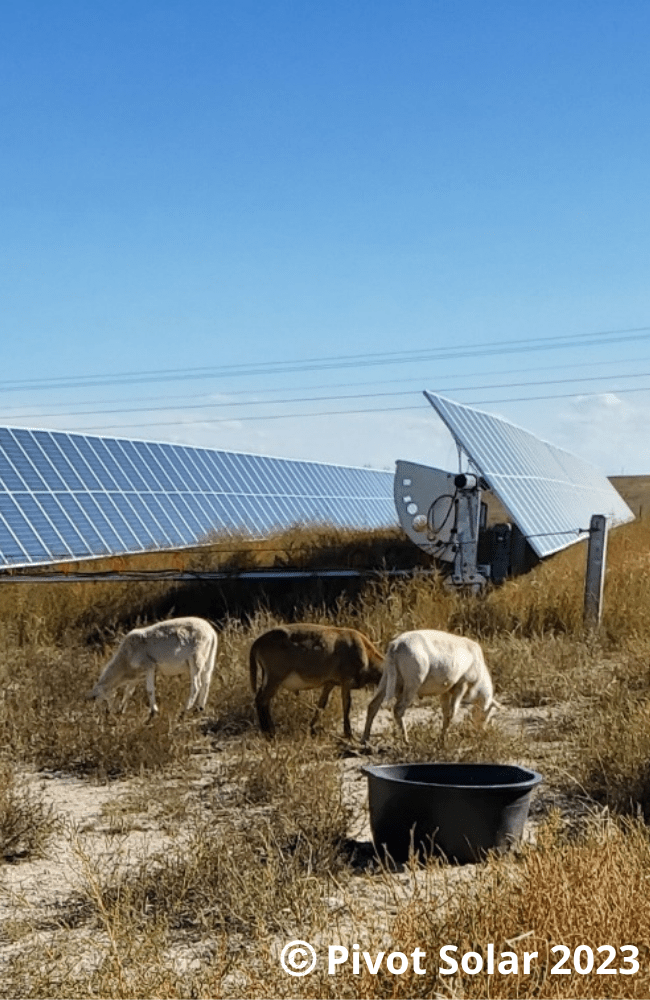 Sheep graze under panels at community solar garden